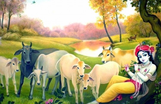 Lord Sri Krishna With Holy Indian Cows