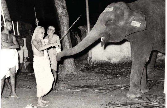 Kanchi Paramacharya With The Temple Elephant