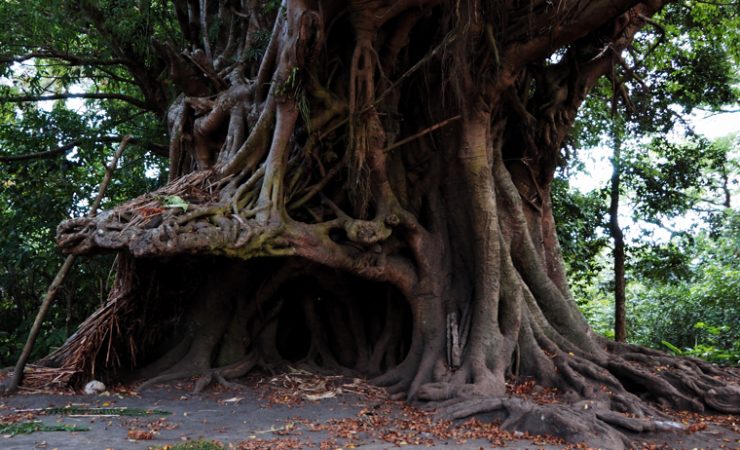 Tanna Island